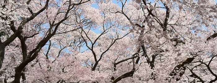 高遠城址公園 is one of Travel : Sakura Spot.