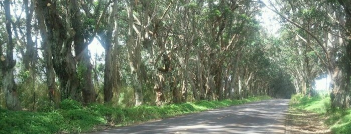 Tunnel of Trees is one of Kauai Essentials.