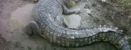 Davao Crocodile Park is one of Philippines Trip.