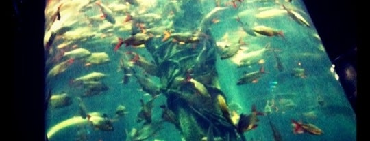 Aquaria KLCC is one of Best places in Kuala Lumpur, Malaysia.