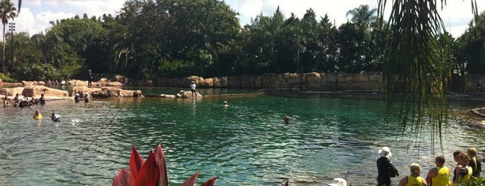 Discovery Cove is one of Popular Spots in Florida.