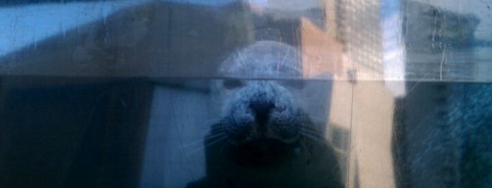 New England Aquarium is one of Boston Nature.