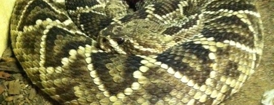 The Rattlesnake Museum is one of Favorite places in New Mexico.