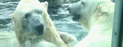 The Alaska Zoo is one of Must See Destinations in the US.