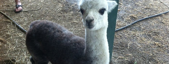Gibraltar Bay Alpaca Farm is one of Far-ur-our-ther Away in MI.