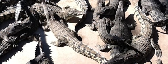 Crocodylus Park & Zoo is one of Australia.