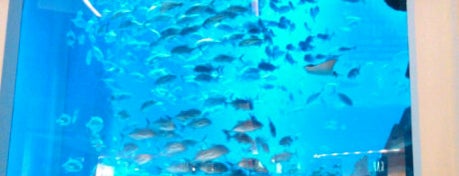 Dubai Aquarium is one of Best places in Dubai, United Arab Emirates.