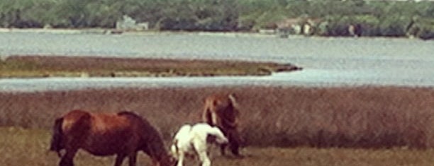 Assateague State Park is one of Date Ideas ~ 4.