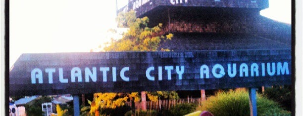 Atlantic City Aquarium is one of Things To Do In NJ.