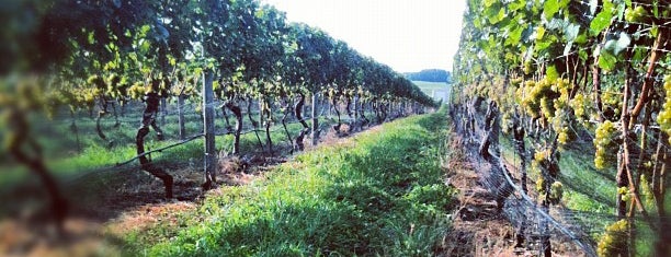 Palmer Vineyards is one of Long Island Vineyards.