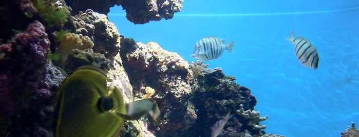 Waikiki Aquarium is one of Museums.