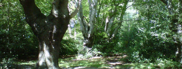 Epping Forest is one of London To Do.