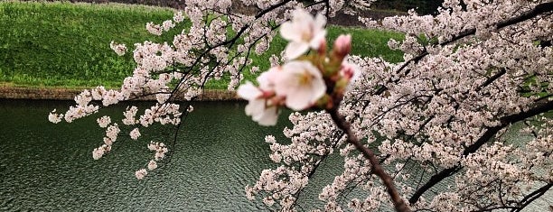 Chidorigafuchi Park is one of Travel : Sakura Spot.