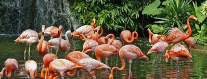 Jurong Bird Park is one of Singapore.