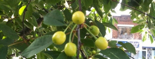 The Green P Cherry Tree is one of Local eats : St Clair W and beyond.