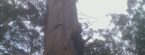 Bicentennial TREE is one of Lieux qui ont plu à Andreas.