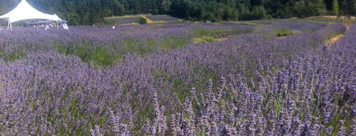 Pelindaba Lavender Farm is one of Washington State.