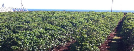Kauai Coffee Plantation is one of Kauai.