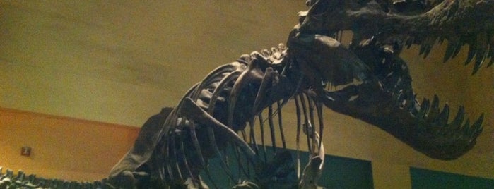 Dinosaurs/Hall of Paleobiology Exhibit is one of Best Family Spots in DC Area.