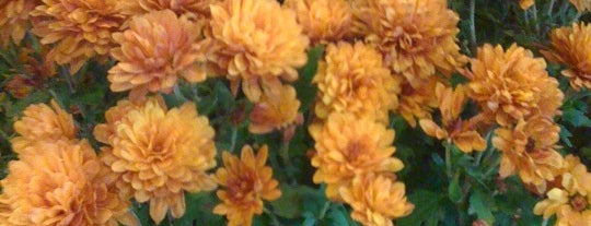 Sunshine Flowers is one of Lugares favoritos de Marisa.