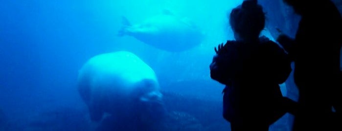New York Aquarium is one of Fun Places in NYC Metro-Area.