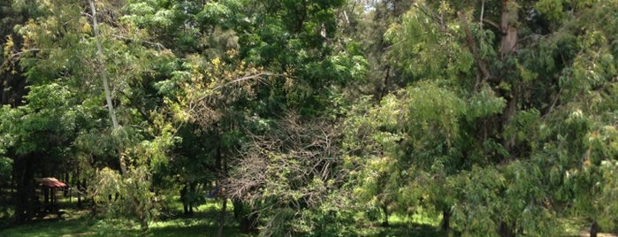 Bosque Toluquilla is one of Locais curtidos por Eric.