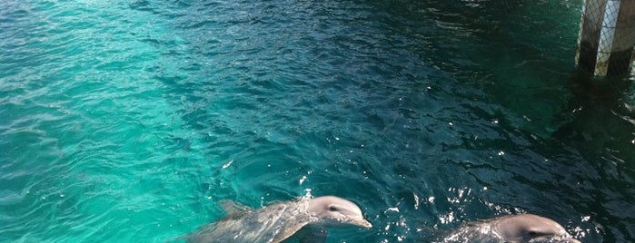 Dolphin Discovery is one of Cancun & Riviera Maya fun.