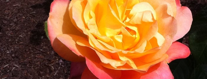 International Rose Test Garden is one of Exploring Portland, Oregon.