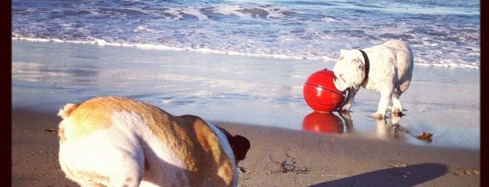 Ocean Beach Dog Beach is one of San Diego.