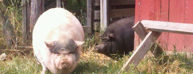 Whistle Pig Farm is one of Posti che sono piaciuti a JD.