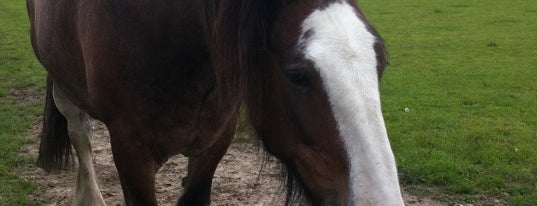 Redwings Horse Sanctuary is one of Things to see and do in East Anglia.