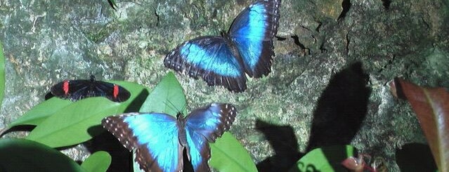 Key West Butterfly & Nature Conservatory is one of Going South Honeymoon.