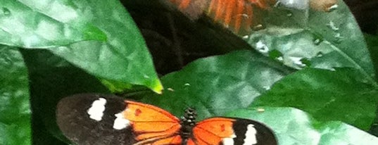 Butterfly House at Faust County Park is one of Best Spots in the St. Louis Metro #visitUS.