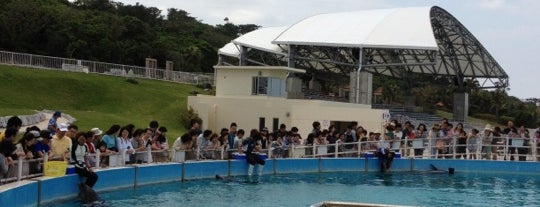 Dolphin Lagoon is one of 海洋博公園.