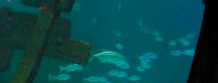 Shark Reef Aquarium is one of I  2 TRAVEL!! The PACIFIC COAST✈.