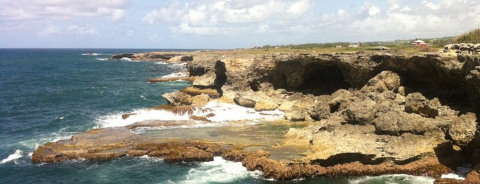 Animal Flower Cave is one of Must-visit places in St. Lucy, Barbados.