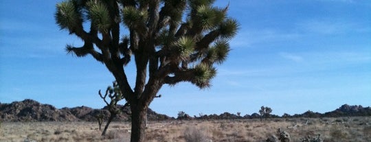 Joshua Tree National Park is one of U.S. National Parks.