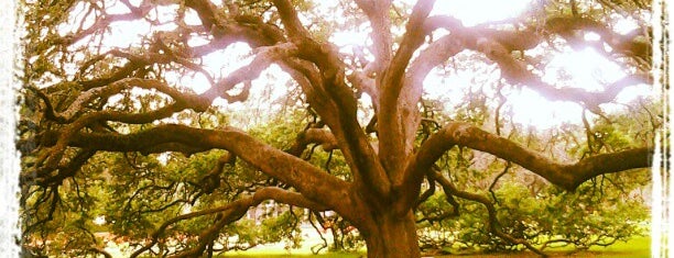 Century Tree is one of The Daytripper's Bryan-College Station.