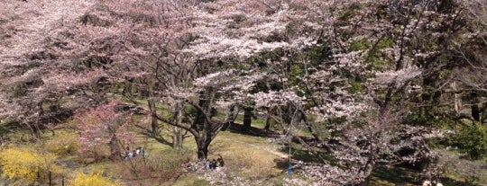 国営昭和記念公園 is one of 東京花見スポット.