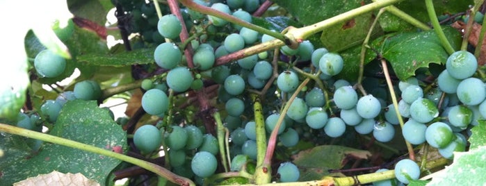The Dobmeier Grape Escape is one of Top picks for Wineries.