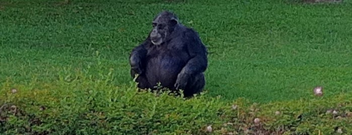 Zoológico Municipal de Curitiba is one of Escola de Ciências Agrárias e Medicina Veterinária.