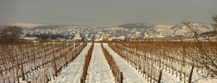 Royal Tokaji is one of Hungary.