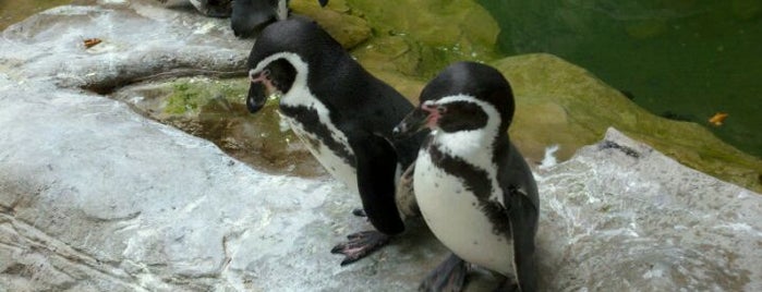 Saint Louis Zoo is one of St. Louis on the Cheap.