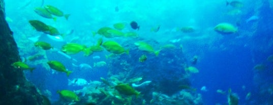 Enoshima Aquarium is one of my favorites.