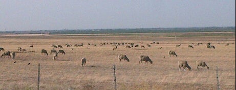 Camel Graveyard is one of Locais curtidos por David.