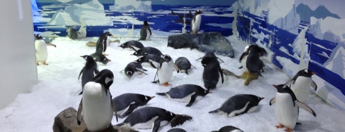 Kelly Tarlton's Sea Life Aquarium is one of Frommer's New Zealand.