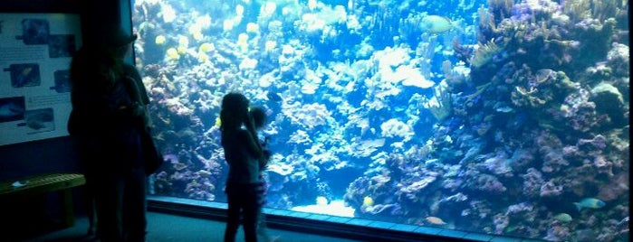 Maui Ocean Center, The Hawaiian Aquarium is one of Maui Must Do.