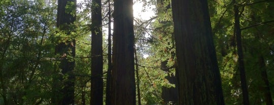 Big Basin Redwoods State Park is one of Filming Locations: Vertigo.