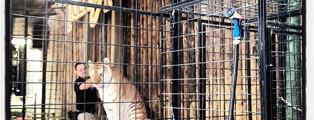 Tigers Of India is one of Orte, die Wendy gefallen.