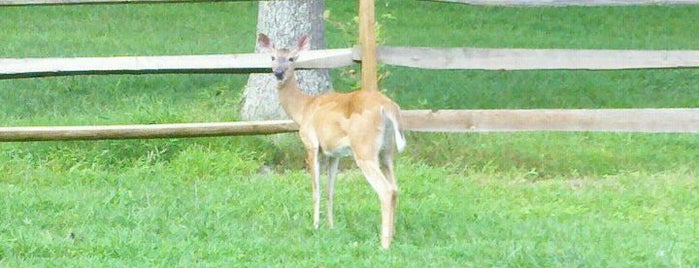 Deer Crossing is one of Great Outdoors.